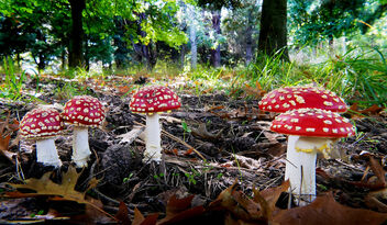 Fly agaric. - image #498629 gratis