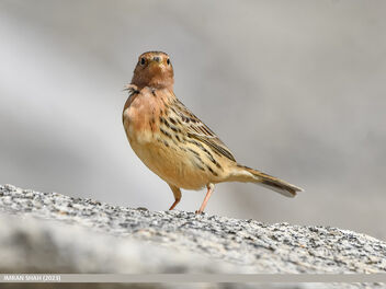 Red-throated Pipit (Anthus cervinus) - Free image #498949