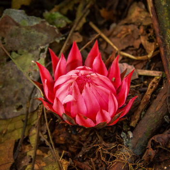 Bigodi Forest Flower - Free image #499159