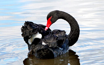 The Black Swan. - image gratuit #499399 