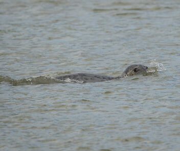 Atlantic Grey Seal (Halichoerus grypus) - бесплатный image #499609