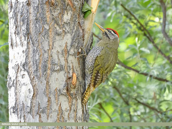 Scaly-bellied Woodpecker (Picus squamatus) - бесплатный image #499919