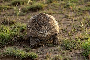 Leopard Tortoise Leaving, Ethiopia - image gratuit #499989 