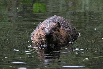 Beaver pondlife - Free image #500559
