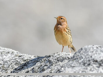 Red-throated Pipit (Anthus cervinus) - Kostenloses image #500709