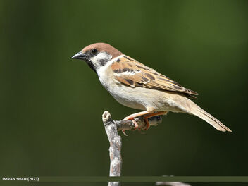 Eurasian Tree Sparrow (Passer montanus) - image gratuit #501239 