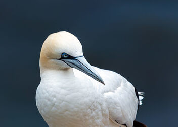 Close-up on a Gannet - Free image #501409