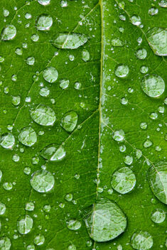 2023 (365 challenge) - Week 41 ( Nature macro) - Day 7 - raindrops on leaf - Free image #501469