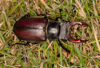 European stag beetle - image #501579 gratis