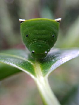 Common Bluebottle Caterpillar - image gratuit #501599 