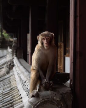 Macaque Monkey - image #501739 gratis