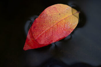 Leaf in a puddle - image gratuit #501819 