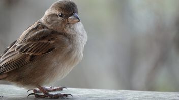 House Sparrow! - Free image #501949