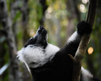 Black and White Ruffed Lemur - image gratuit #502329 