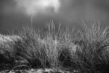Beach Grass - image #502789 gratis