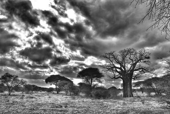Baobab the Tree of Life - Free image #502849