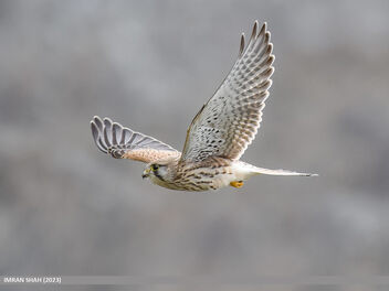 Common Kestrel (Falco tinnunculus) - image #502929 gratis