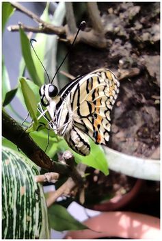 Butterfly - image gratuit #502949 
