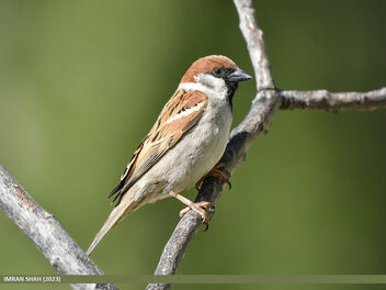 Eurasian Tree Sparrow (Passer montanus) - бесплатный image #502989