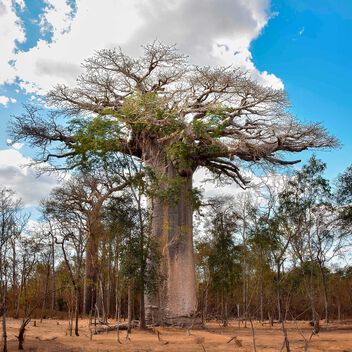 Remnant Baobab - image gratuit #503219 