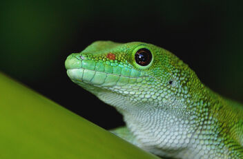 Madagascan Day Gecko. - Free image #503779