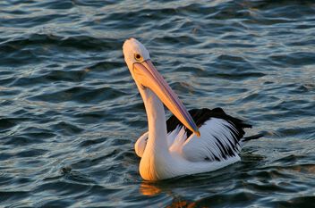 Australian Pelican - image #503899 gratis