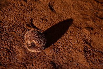Lesser Hedgehog Tenrec - бесплатный image #504129