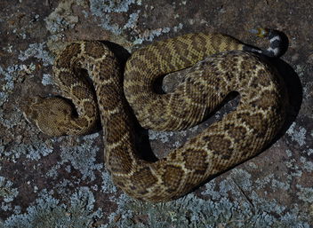 Western Diamondback Rattlesnake (Crotalus atrox) - image gratuit #504339 
