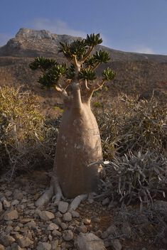 Socotran Bottle Tree - image gratuit #504349 