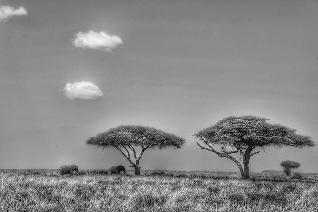 Serengeti Saunter - image #504829 gratis