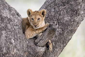 Young Lion in a Tree - image gratuit #504879 