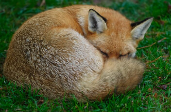 Sleeping on the lawn - бесплатный image #504999