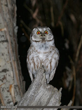 Boreal Owl (Aegolius funereus) - image #505029 gratis