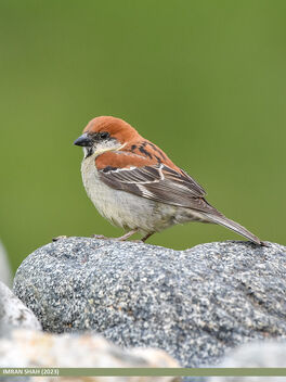 Russet Sparrow (Passer rutilans) - Free image #505109