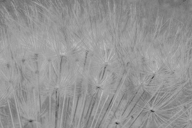 2024 (365 challenge No. 2) - Week 14 (abstract in nature) - Day 1- Dandelion in macro - Free image #505129