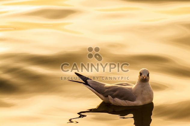 Seagull floating in the sea - image #136339 gratis