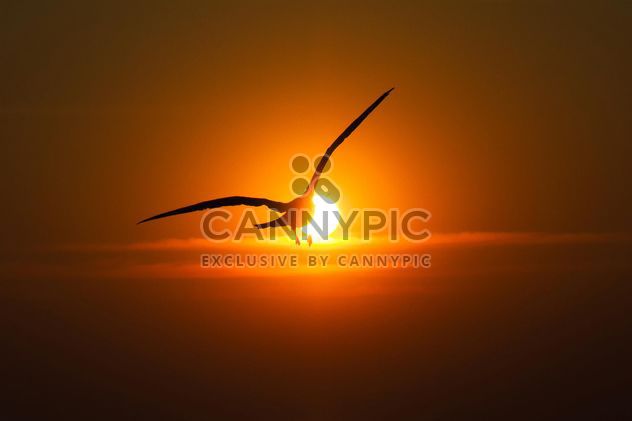 Seagull flying into sunset - Free image #136349