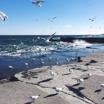Flying seagulls - Free image #136409