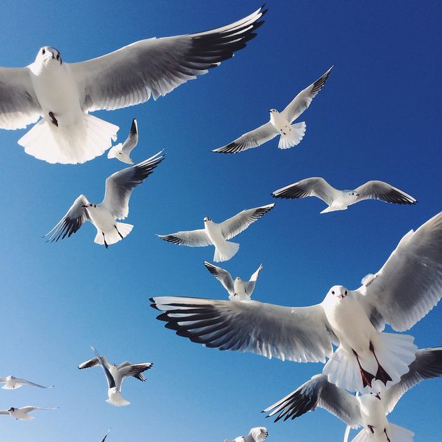 Flying seagulls - Free image #136419