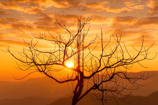 Silhouette of a tree in sunset light - image gratuit #147919 