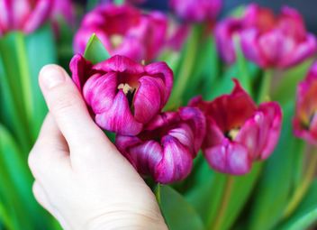 Pink tulips in hand - image #182699 gratis