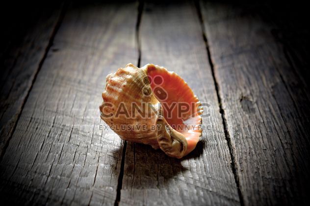 Seashell on wooden background - бесплатный image #182829