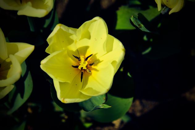 Close-up of yellow tulip - image #182849 gratis