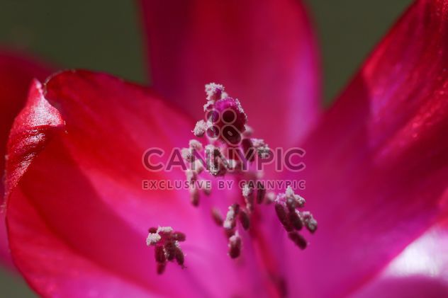 Pink flower close-up - image #182859 gratis