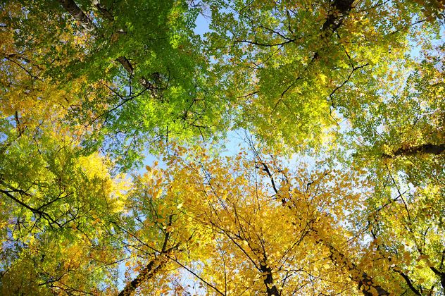 Colored autumn trees - image #182899 gratis