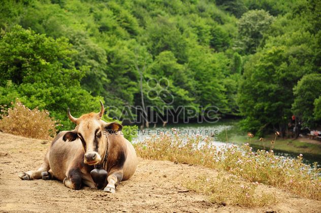 Ox on shore of lake - image #183049 gratis