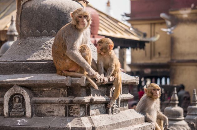Family of monkeys at temple - image #183059 gratis