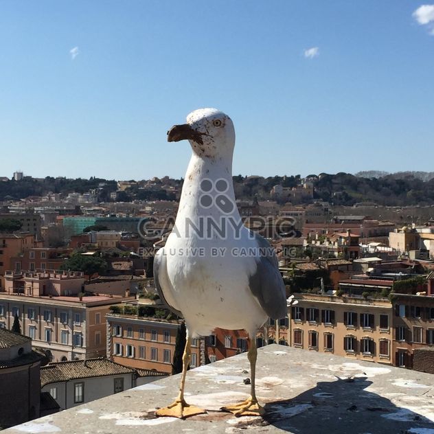 Seagull standing on roof of building - image #183119 gratis