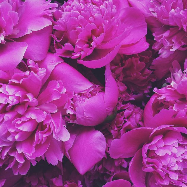Pink peony flowers - image gratuit #183189 