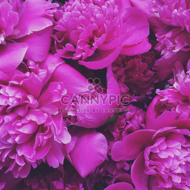 Pink peony flowers - image #183189 gratis